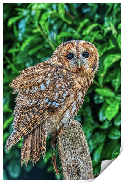 Tawny Owl 2 Print by Helkoryo Photography