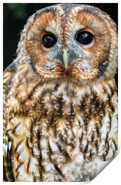 Tawny Owl 3 Print by Helkoryo Photography