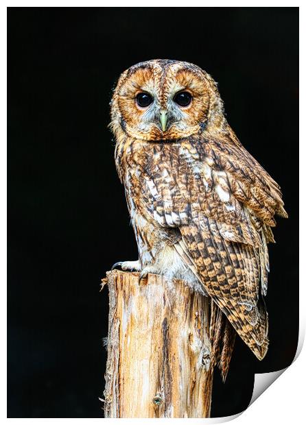 Tawny owl 5 Print by Helkoryo Photography