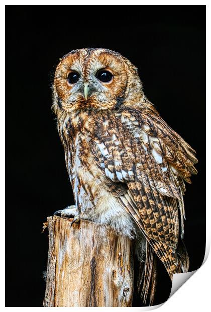 Tawny Owl 6 Print by Helkoryo Photography