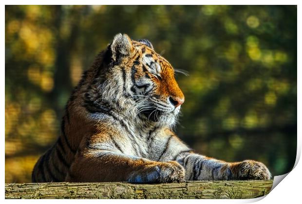 Siberian Tiger resting on a log 3 Print by Helkoryo Photography