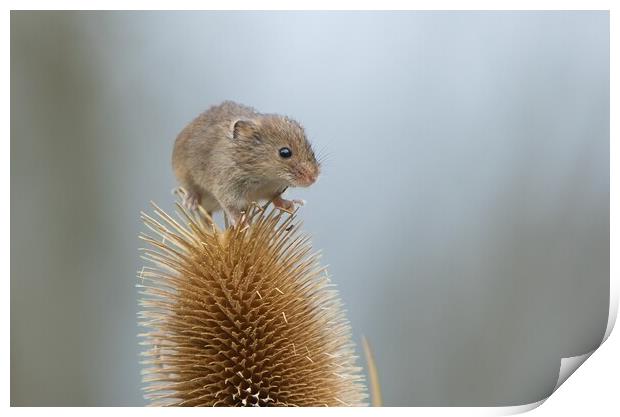 Harvest mouse on teasel 1 Print by Helkoryo Photography
