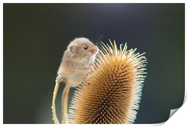 Harvest Mouse 3 Print by Helkoryo Photography
