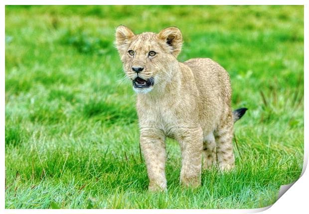 Single Alert Lion Cub Woburn Safari Park Print by Helkoryo Photography