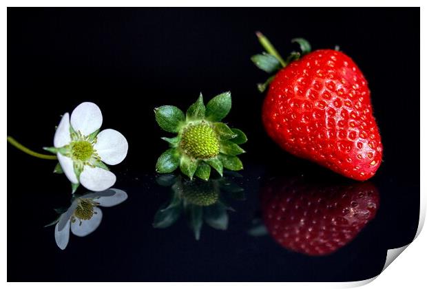 Strawberry lifecycle Storyboard  Print by Helkoryo Photography