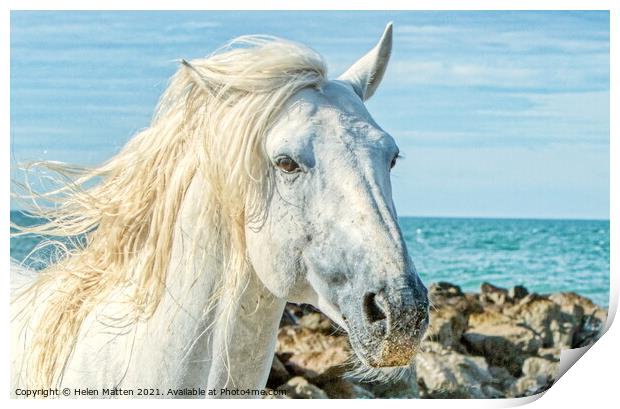 Camargue white stallion headshot by the sea Print by Helkoryo Photography