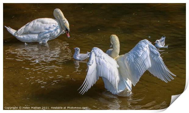 Chatting with the Stratford on Avon Swans Print by Helkoryo Photography