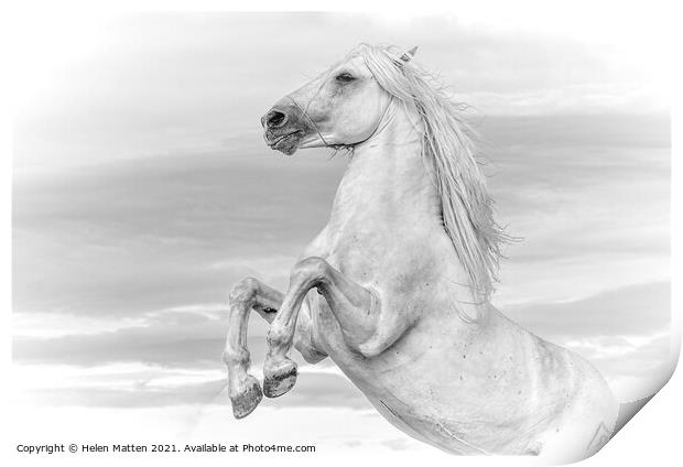 White Camargue Stallion Rearing  Print by Helkoryo Photography