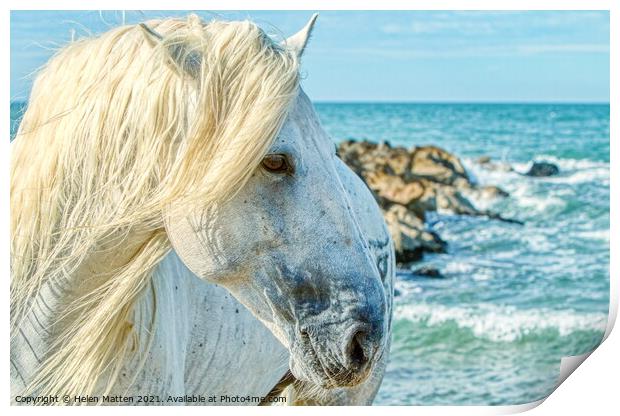 A Camargue Stallion by the Sea Print by Helkoryo Photography