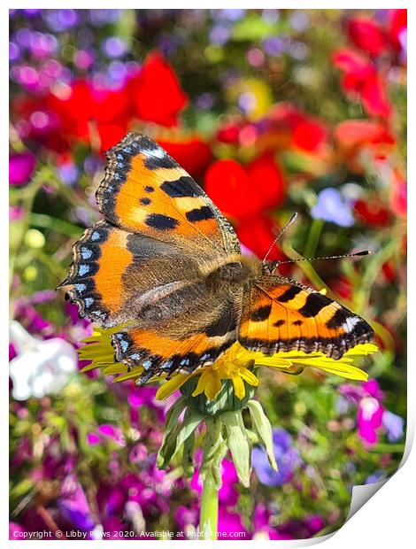 A colorful butterfly on a flower Print by Libby  Plews 