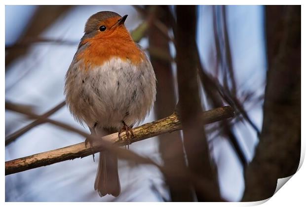 A robin perched on a tree branch Print by Cecil Owens