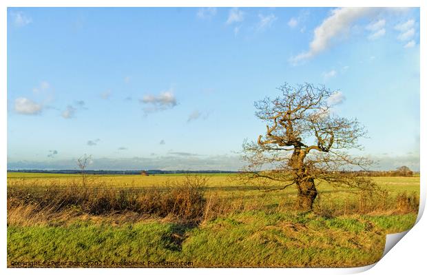 Country hedgerow at Hullbridge, Essex, UK. Print by Peter Bolton