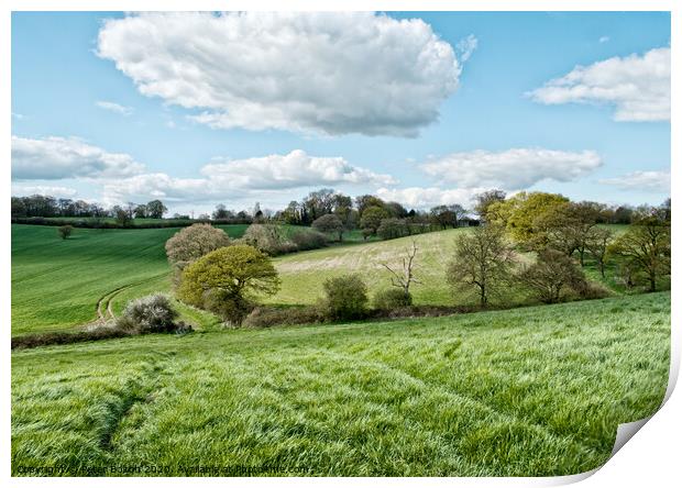 Fields in summer at Downham, Essex, UK. Print by Peter Bolton