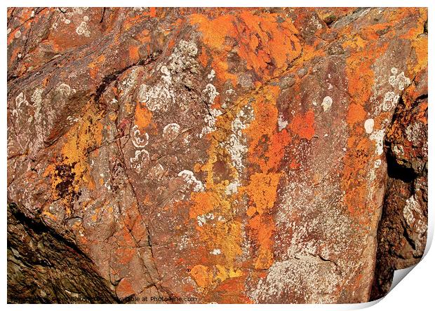 A close up of a rock with lichen and fossils at Lands End, Cornwall, UK. Print by Peter Bolton