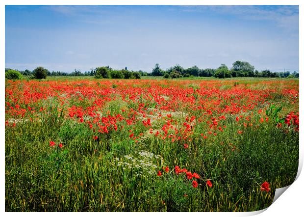 Wild poppies at Wakering, Essex, UK. Print by Peter Bolton