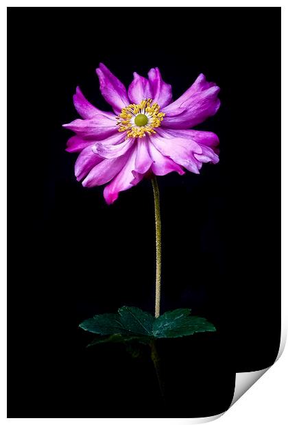 'Anenome' Single flower with stalk against a black Print by Peter Bolton