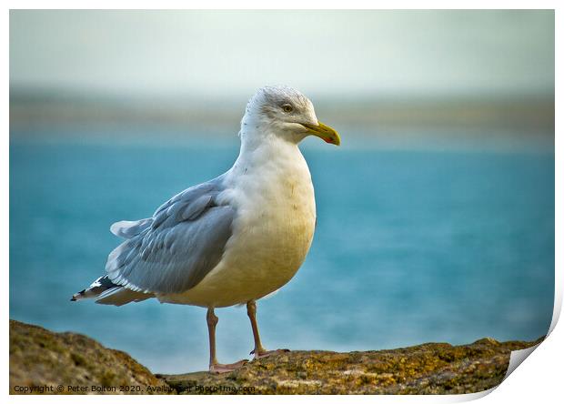 Herring Gull On a wall at St.Ives, Cornwall, UK. Print by Peter Bolton