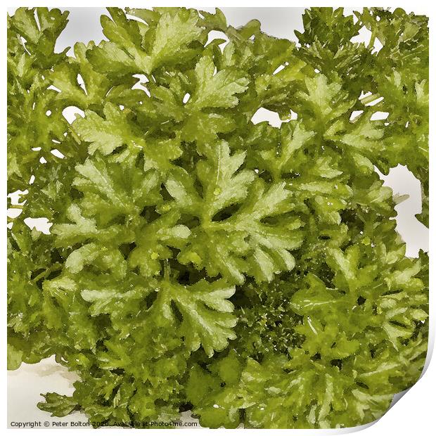 Abstract composition of herbs spread over a white background in a square format Print by Peter Bolton