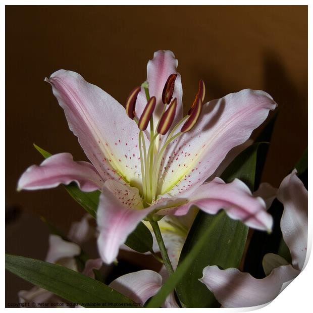 Photo art close up of a lily (Amaryllis belladonna) in square format. Print by Peter Bolton