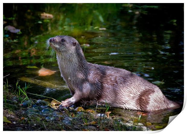 European Otter on a riverbank in South Devon, UK. Print by Peter Bolton
