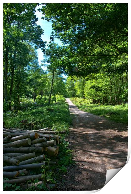 Woodland path, Norsey Woods, Billericay, Essex, UK. Print by Peter Bolton
