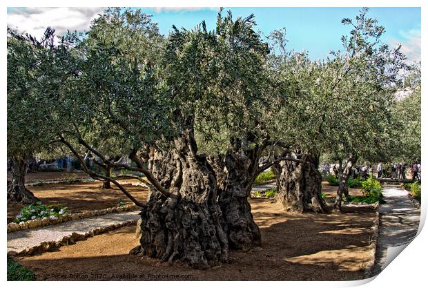 Ancient olive trees in the Garden Of Gethsemane in Jerusalem, Israel. Print by Peter Bolton