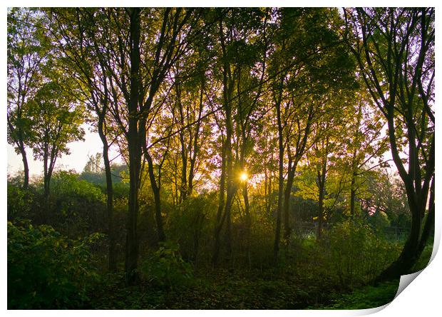 Evening sun shines through an English woodland. Shoeburyness, Essex. Print by Peter Bolton