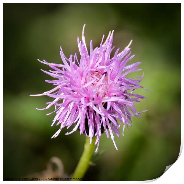 Canada Thistle (Cirsium arvense). Print by Peter Bolton