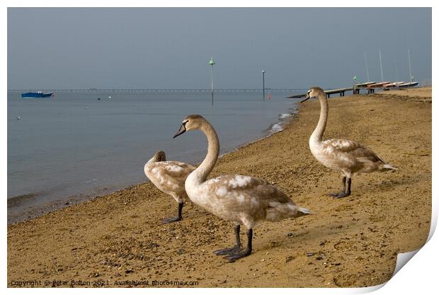 Mute Swan cygnets on the beach at Southend on Sea, Essex, UK. Print by Peter Bolton