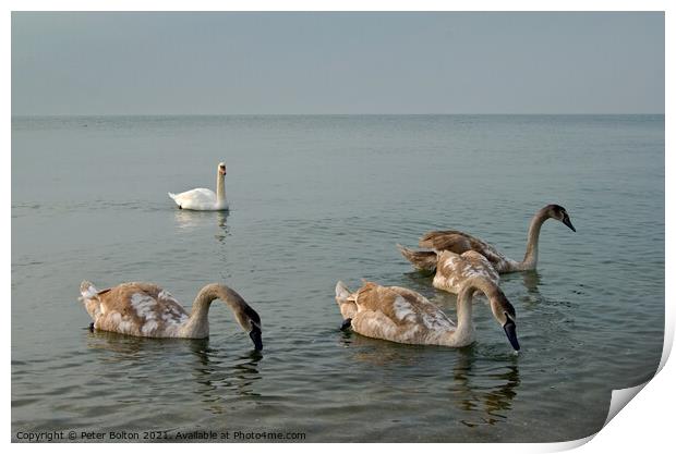 Mute Swan parent and cygnets in the sea at Southend on Sea, Essex, UK. Print by Peter Bolton