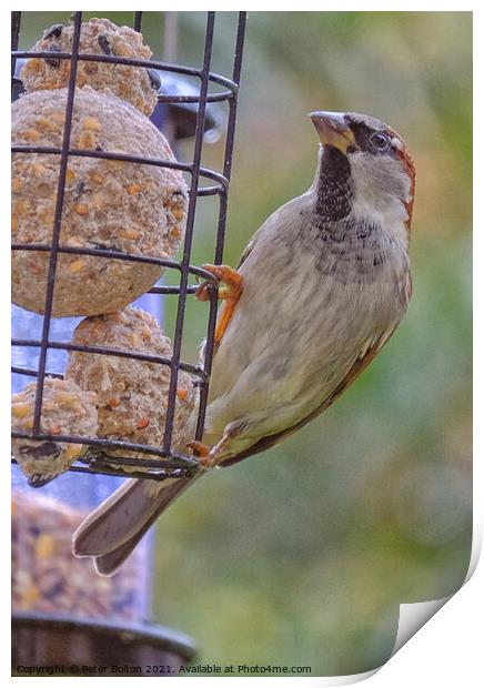 House Sparrow at a feeder winter 2021. Print by Peter Bolton