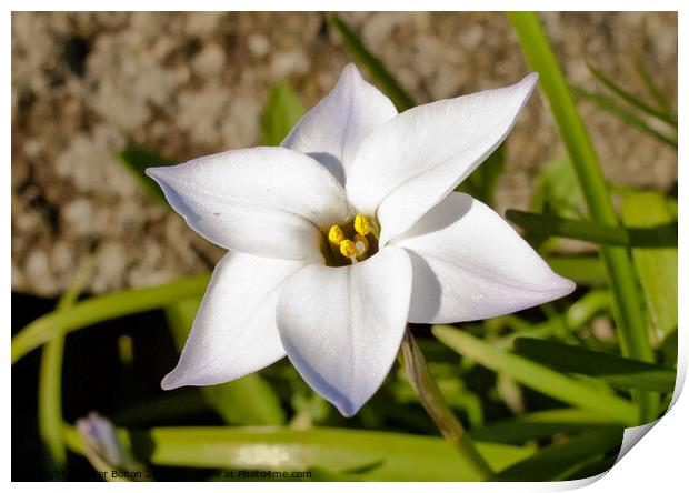 Flower 'Spring Starflower' (Tristagama uniflorum). Print by Peter Bolton