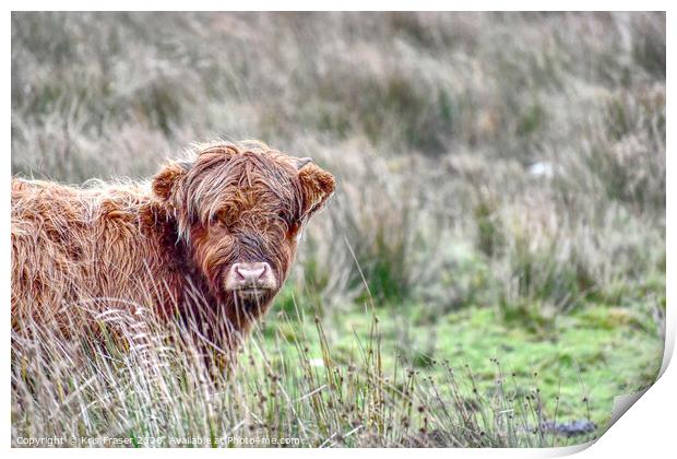 a cow standing on a lush green field Print by Kris Fraser
