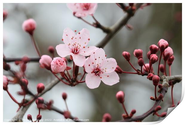 Buds and blossom Print by Angela Redrupp