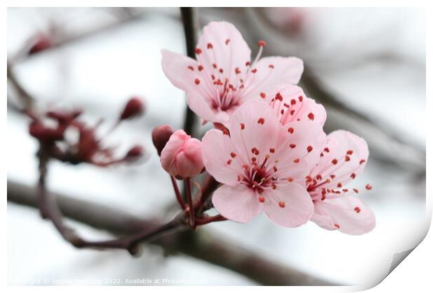 Cherry blossom Print by Angela Redrupp