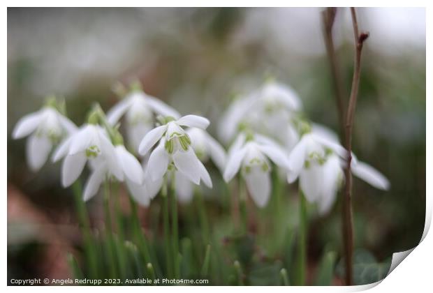 Close up of snowdrops Print by Angela Redrupp