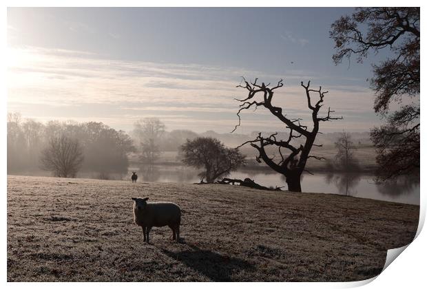 Sheep by the lake in the morning frost Print by Angela Redrupp
