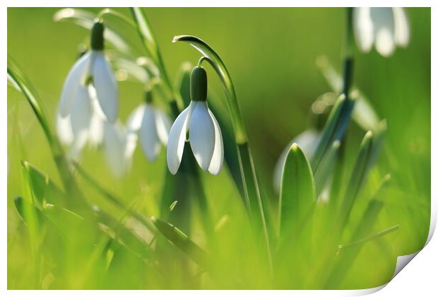 Snowdrops 2 Print by Angela Redrupp