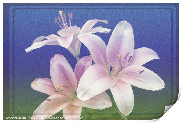 Asiatic Lily Print by jim Hamilton