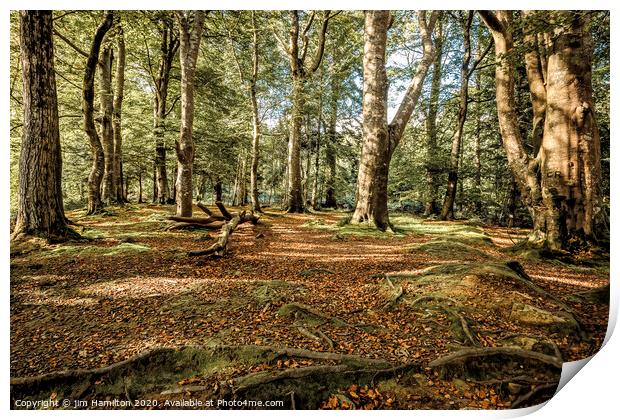 Tollymore Forest Park, Northern Ireland Print by jim Hamilton