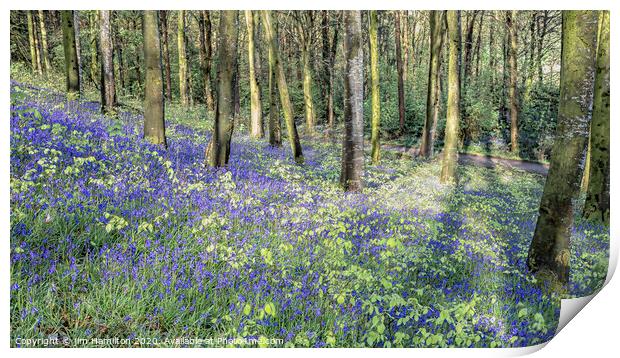 Bluebells in bloom Print by jim Hamilton