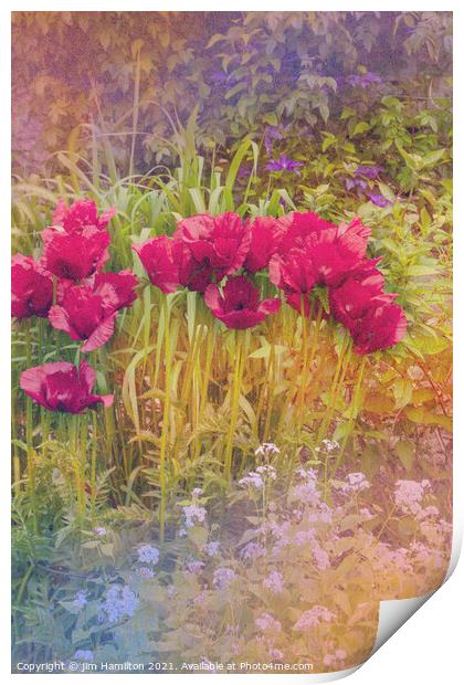 Poppies Print by jim Hamilton