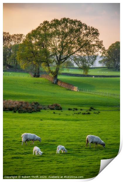 Sheep grazing at Near Sawrey, Cumbria Print by Robert Thrift