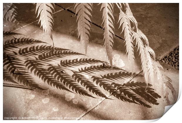 Fern and shadow Print by Robert Thrift