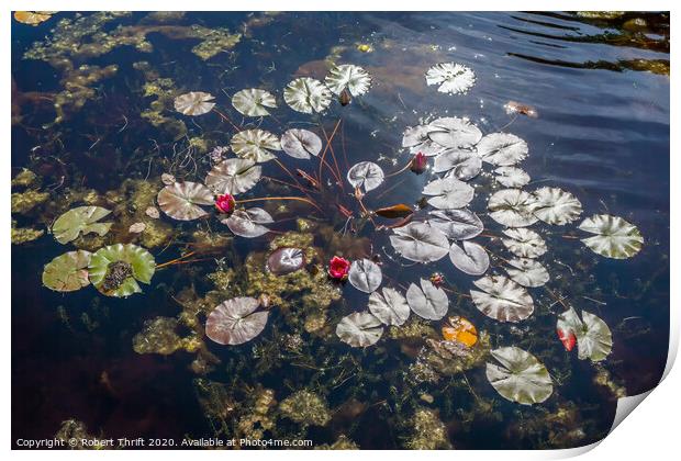 Water lily pads Print by Robert Thrift