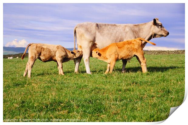 Suckling calves, near Old Hutton Cumbria Print by Robert Thrift