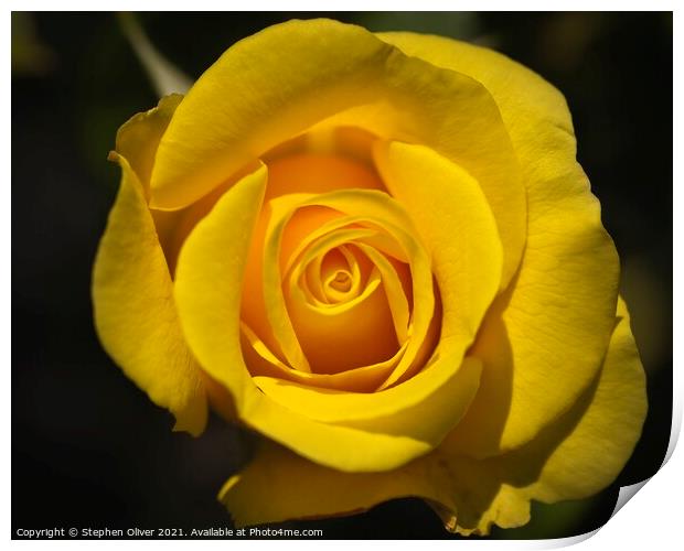 The Yellow Rose Print by Stephen Oliver