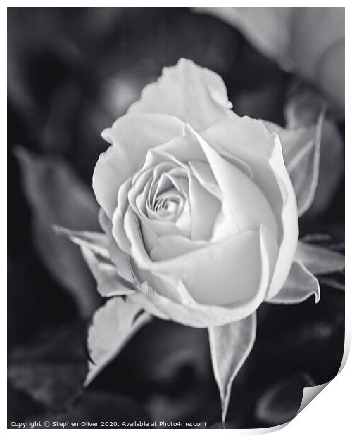 Mono Rose Print by Stephen Oliver