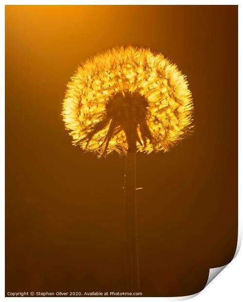 Dandelion Light Print by Stephen Oliver