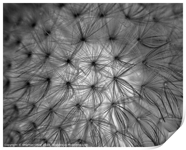 Abstract Dandelion Print by Stephen Oliver